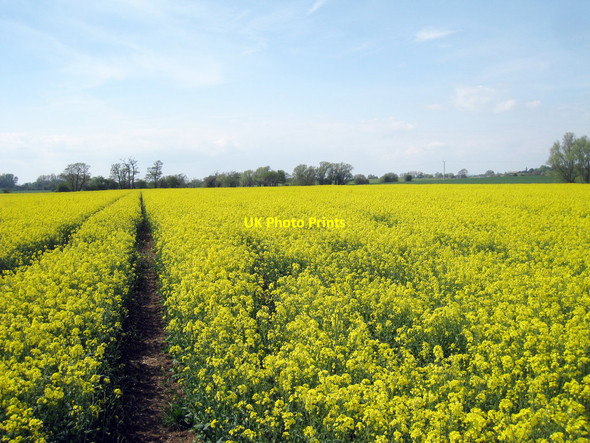 Photo 6"x4" Oilseed Rape Field Broad Oak\/TR0438 c2010