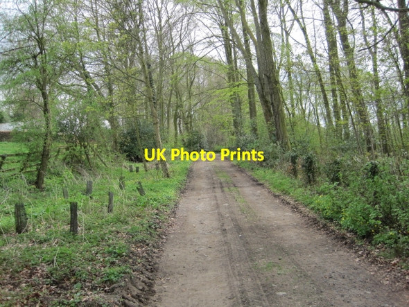 Photo 6"x4" Footpath in Copse near Aydon Aydon c2010