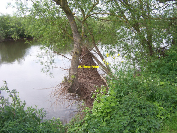Photo 6"x4" Flood Debris Ross-on-Wye Ross-on-Wye c2010