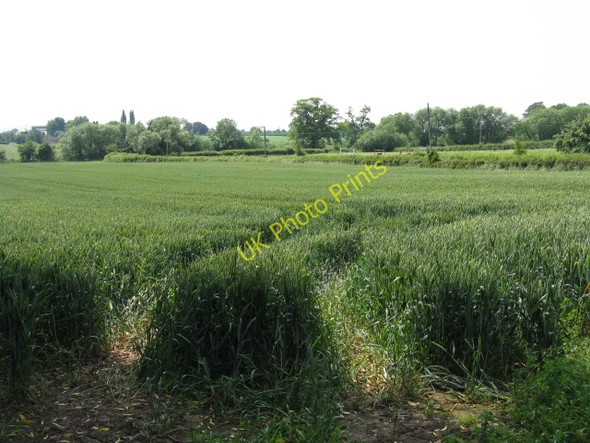 Photo 6"x4" Field At Holmer Hereford c2009