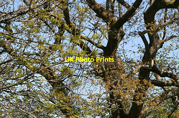 Photo 6"x4" Noss Mayo: Oak and Ash Noss Mayo c2010