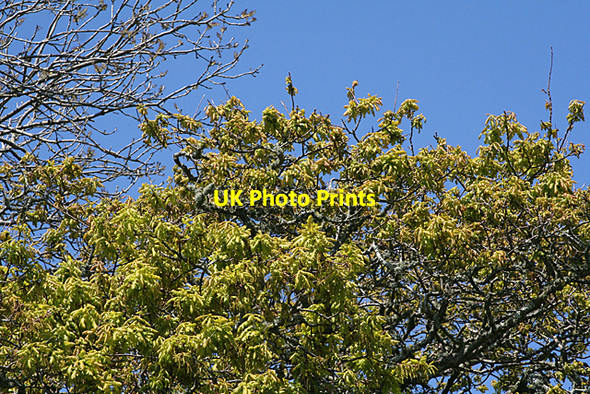 Photo 6"x4" Noss Mayo: Ash and Oak 2 Noss Mayo c2010