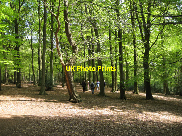 Photo 6"x4" On Lower Nut Hurst ridge, Sutton Park Tudor Hill c2010