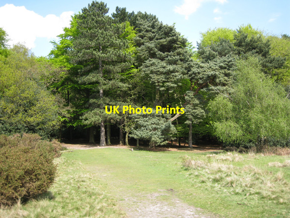Photo 6"x4" Edge of Lower Nut Hurst, Sutton Park Tudor Hill c2010