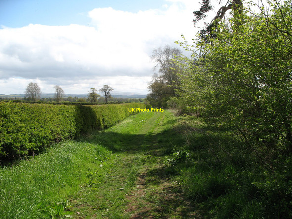 Photo 6"x4" Footpath along Hedge Old Nenthorn c2010