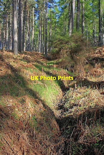 Photo 6"x4" Ditch, Dipton Wood Beauclerc c2010