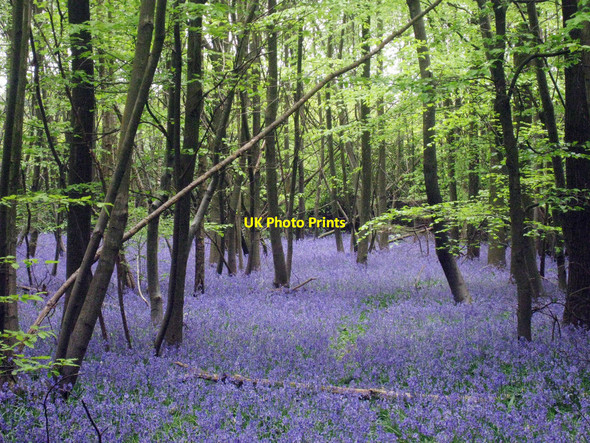 Photo 6"x4" Little Chittenden Wood Four Elms\/TQ4648 c2010