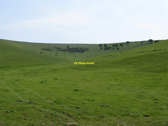 Photo 6"x4" Cattle grazing in Stump Bottom Kingston near Lewes c2010