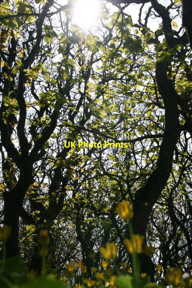 Photo 6"x4" Sycamores in Halligarth Baltasound c2010