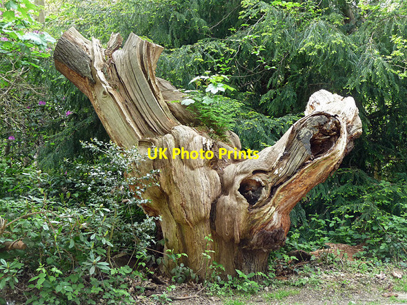 Photo 6"x4" Dead tree, Warren Road (2) Kingston Upon Thames c2010