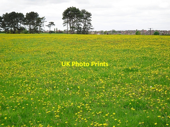 Photo 6"x4" A host of golden...dandelions? Garlands\/NY4354 c2010