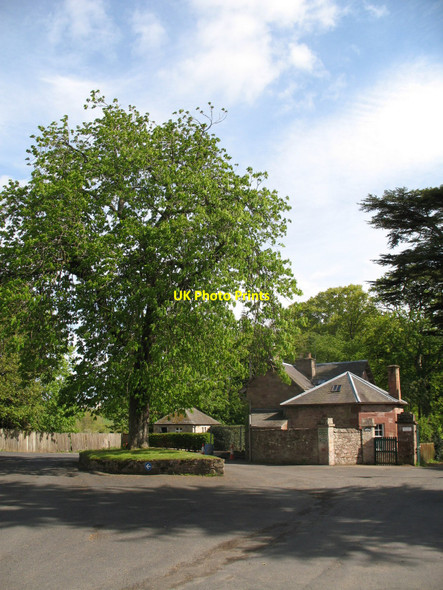 Photo 6"x4" Horse Chestnut Tree at Dryburgh Abbey Car Park Dryburgh\/NT5931 c2010