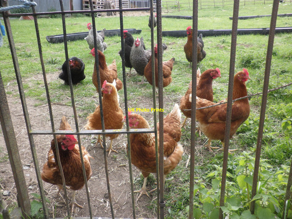 Photo 6"x4" Hens behind bars, at Woolhope Woolhope\/SO6135 c2010