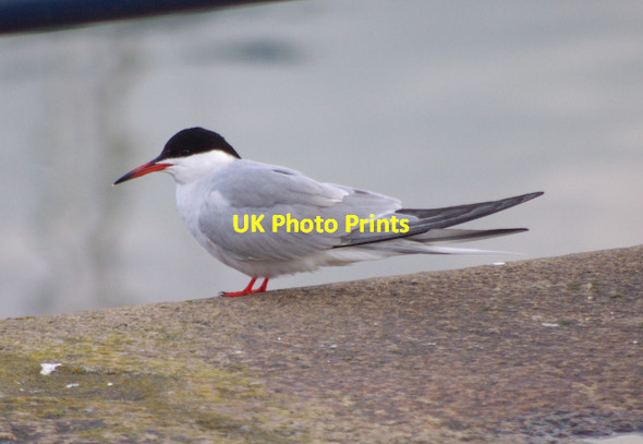 Photo 6"x4" Common Tern, Bangor Bangor\/J5081 c2010
