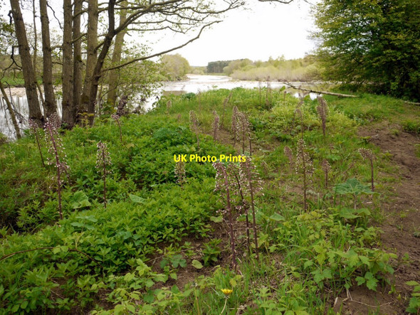 Photo 6"x4" River bank, Beltingham Nature Reserve Bardon Mill c2010