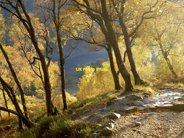 Photo 6"x4" Golden birches on the West Highland Way Kinlochmore c2008
