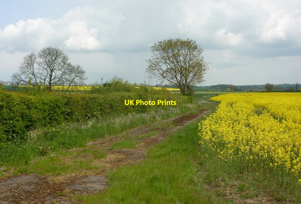 Photo 6"x4" Field corner near Langham Oakham\/SK8509 c2010