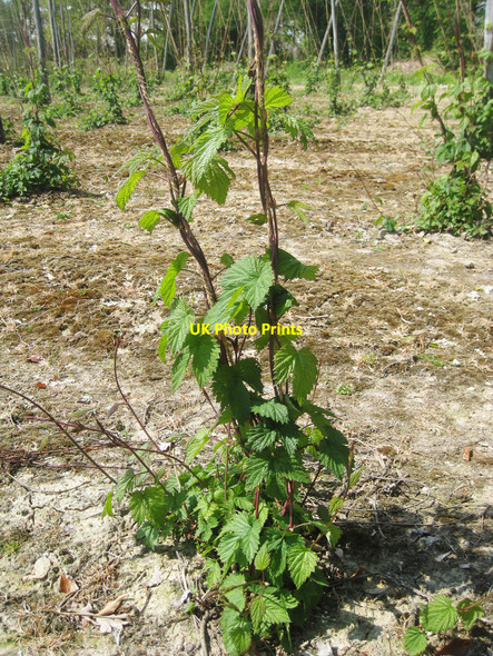 Photo 6"x4" Hop Bine Curtisden Green c2010