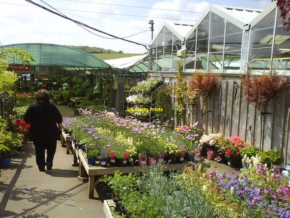 Photo 6"x4" Plants for sale at Hilliers Garden Centre Hemel Hempstead c2010