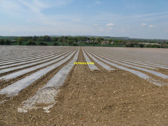 Photo 6"x4" Footpath to Iford through poly fields Rodmell c2010