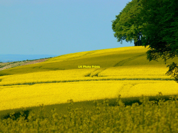 Photo 6"x4" Wiltshire oilfields, Hackpen Hill, Uffcott Winterbourne Bassett c2010