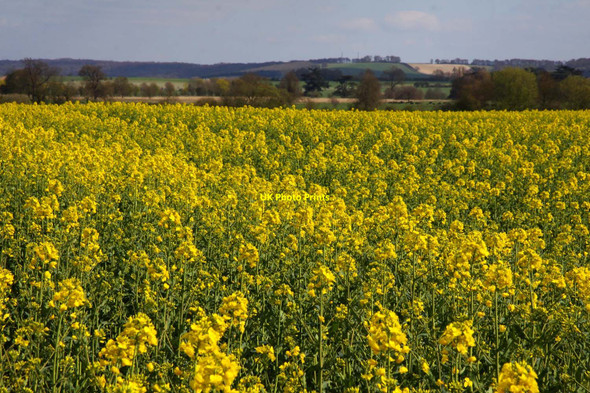 Photo 6"x4" Yellow field near Chalgrove Chalgrove c2010