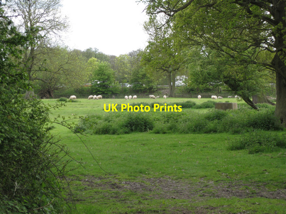Photo 6"x4" Sheep by the M40 Copt Green c2010