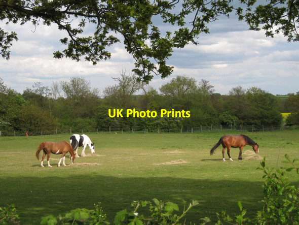 Photo 6"x4" Three horses near 'High Chimneys' Copt Green c2010