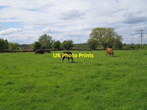 Photo 6"x4" Field of cattle by Finwood Road Turner's Green\/SP1969 c2010