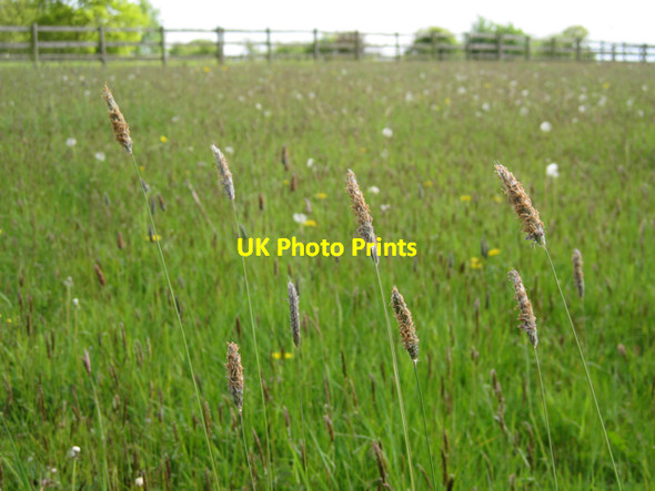 Photo 6"x4" Meadow Fox-tail flowering in a hay meadow Turner's Green\/SP1969 c2010