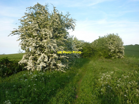 Photo 6"x4" Track towards Eaton Wood Eaton\/SK7178 c2010