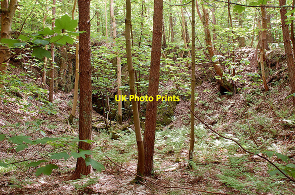 Photo 6"x4" Old quarry in Natives Wood Ancrum c2010