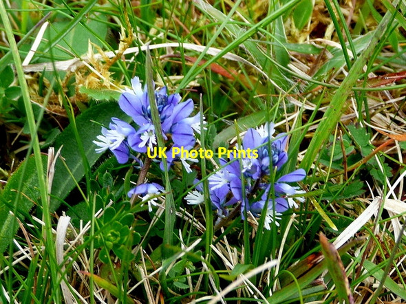 Photo 6"x4" Common Milkwort, Polygala vulgaris Mount Sorrel c2010
