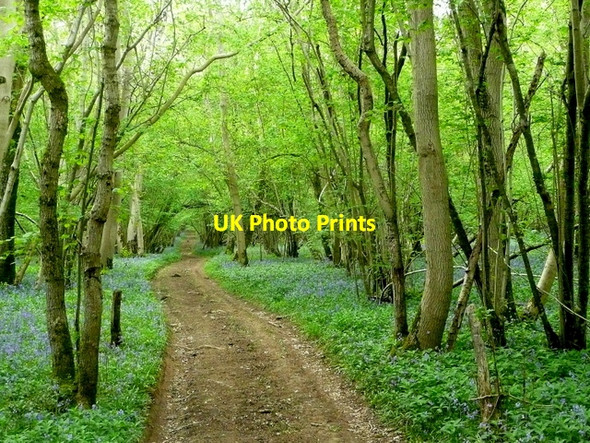 Photo 6"x4" Track through Moody's Gore Martin Drove End c2010
