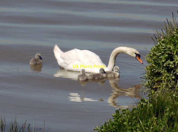 Photo 6"x4" Swan and Cygnets at Barrow Haven Barrow Haven c2010