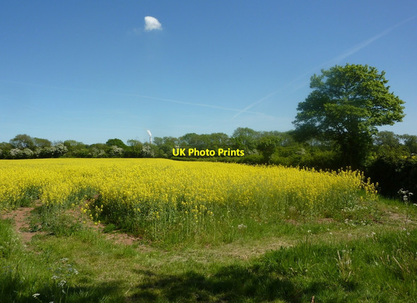 Photo 6"x4" Field of oil-seed rape South Leverton c2010