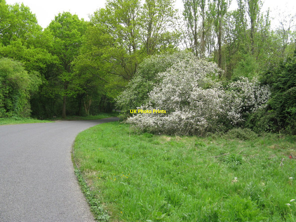 Photo 6"x4" Blossom on the bend Lodsworth Common c2010