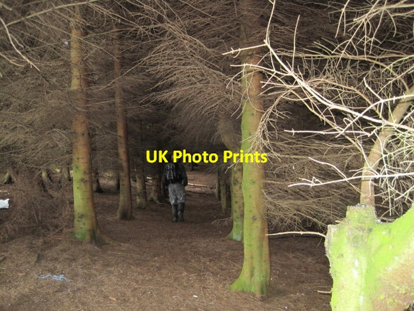 Photo 6"x4" Footpath through Plantation near Old Hazeltonrig Alnham c2010