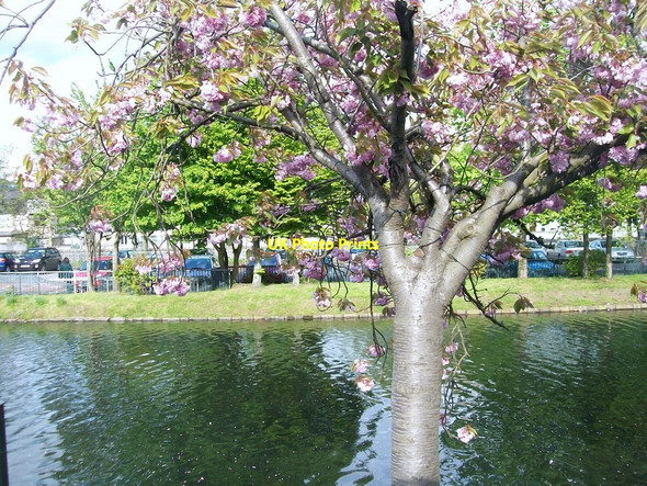 Photo 6"x4" Cherry Blossom alongside the Newry Canal Newry c2010