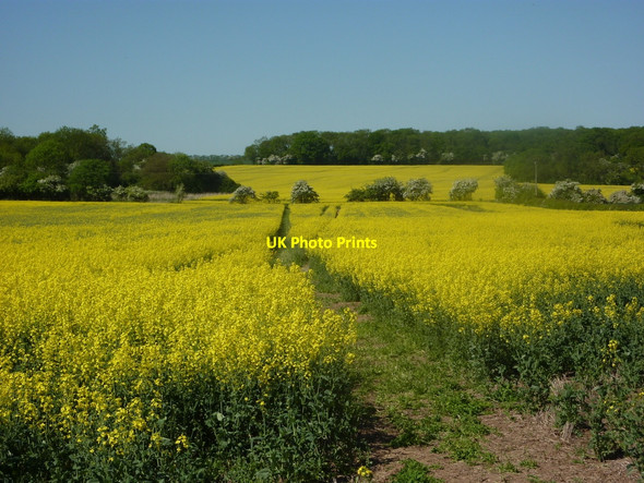 Photo 6"x4" Footpath to Treswell Wood Headon\/SK7477 c2010