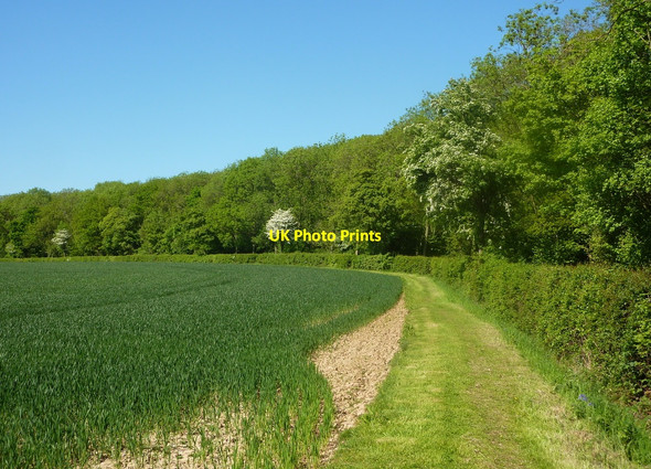 Photo 6"x4" The edge of Treswell Wood Grove\/SK7379 c2010