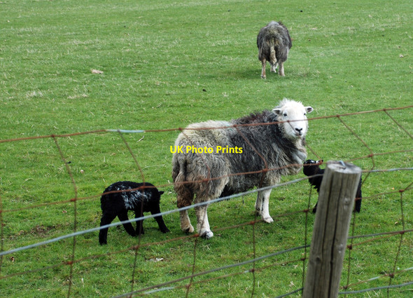 Photo 6"x4" Herdwick Family Rosthwaite\/NY2514 c2010