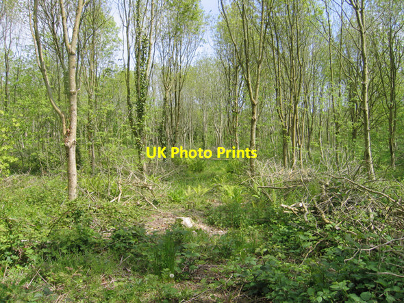 Photo 6"x4" Ash plantation on Johnstown Castle farm, Co. Wexford Murntown c2010