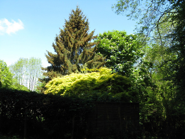 Photo 6"x4" Shades of green Poundford c2010