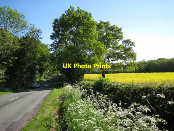 Photo 6"x4" Holly Lane Meer End c2010