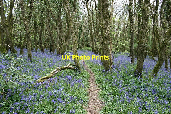Photo 6"x4" Bluebells in woods north of Cowlands Creek 2010 Coombe\/SW8340 c2010