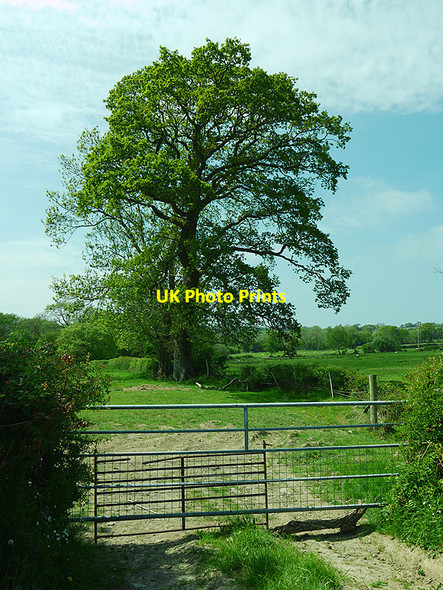 Photo 6"x4" Tree near Coed Cilcennin c2010