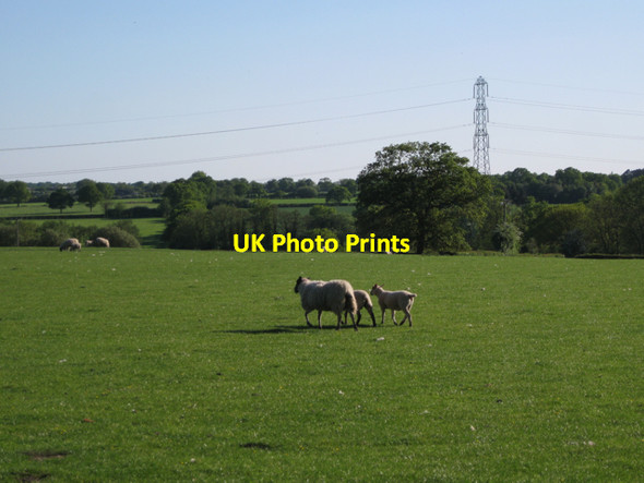 Photo 6"x4" Sheep near Glendale Farm Meer End c2010