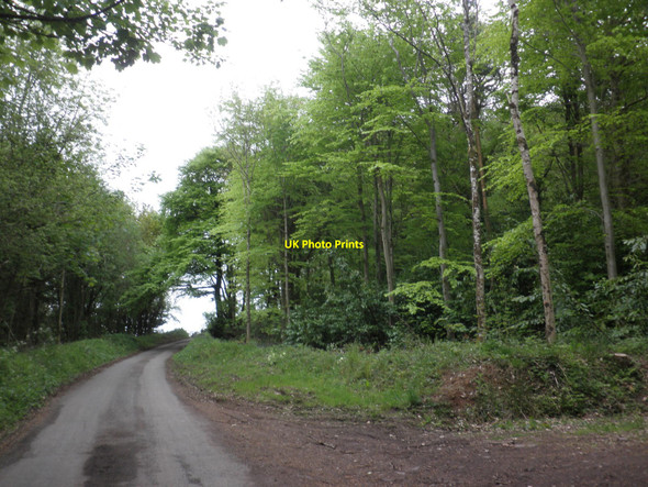 Photo 6"x4" Minor road through Knowle Plantation Dunchideock c2010