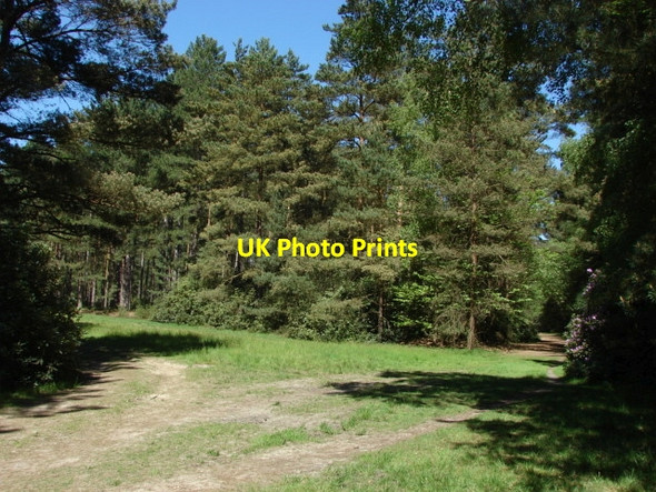 Photo 6"x4" Swinley Forest South Ascot c2010
